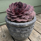 Hardy Hens & Chicks SuperSemp 'Onyx' for sale