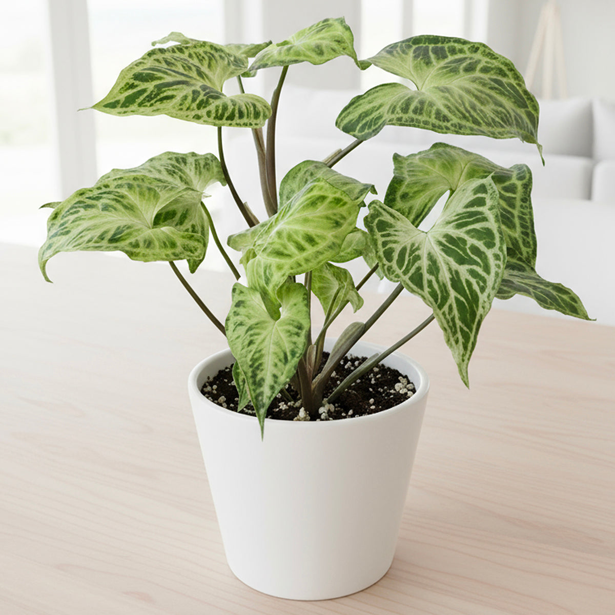 Syngonium 'Batik'