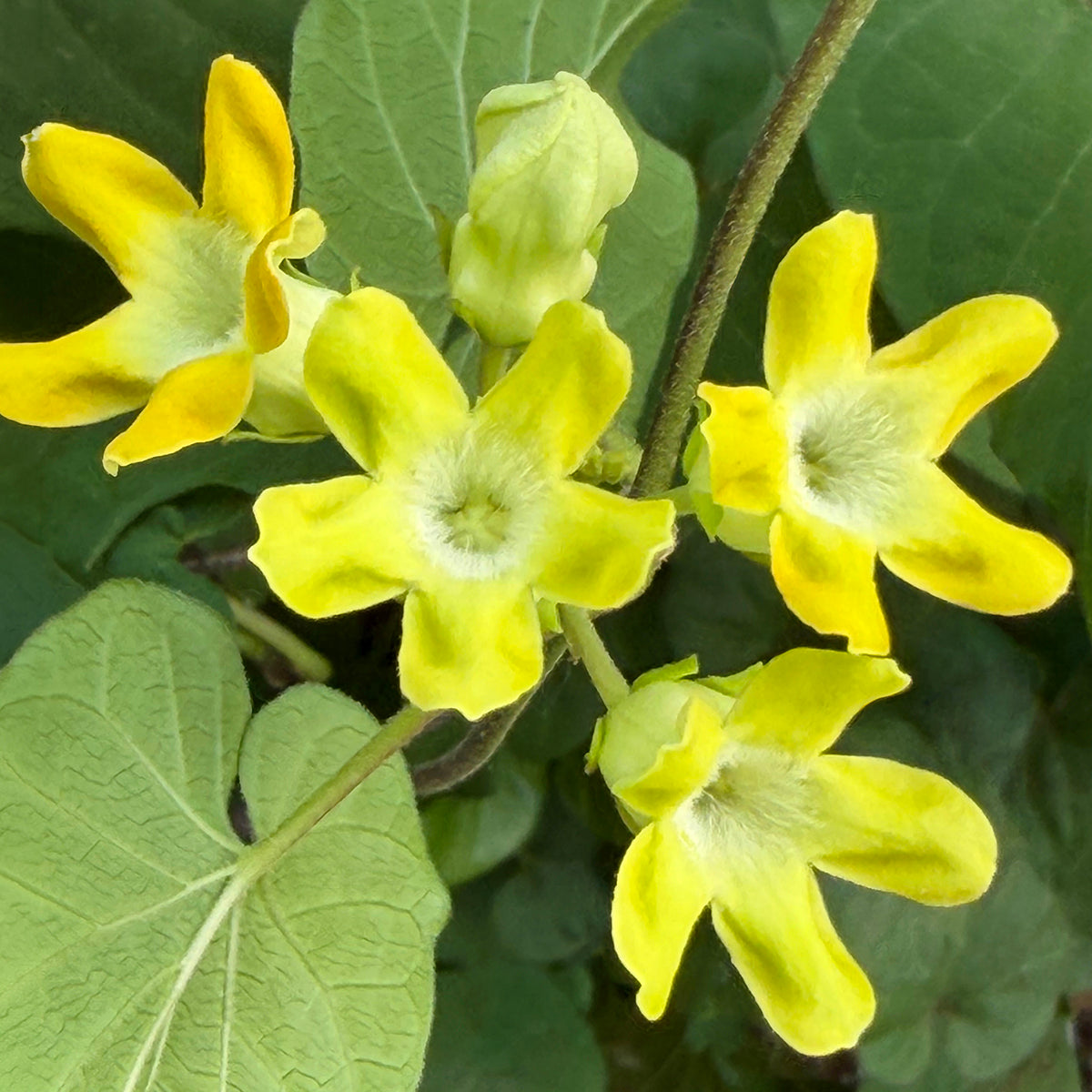 Chinese Violet for sale