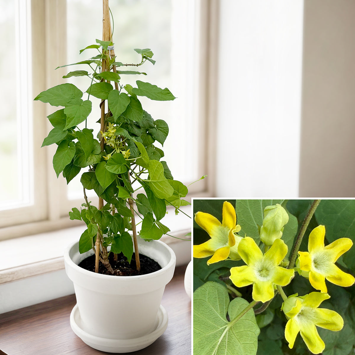 Chinese Violet for sale