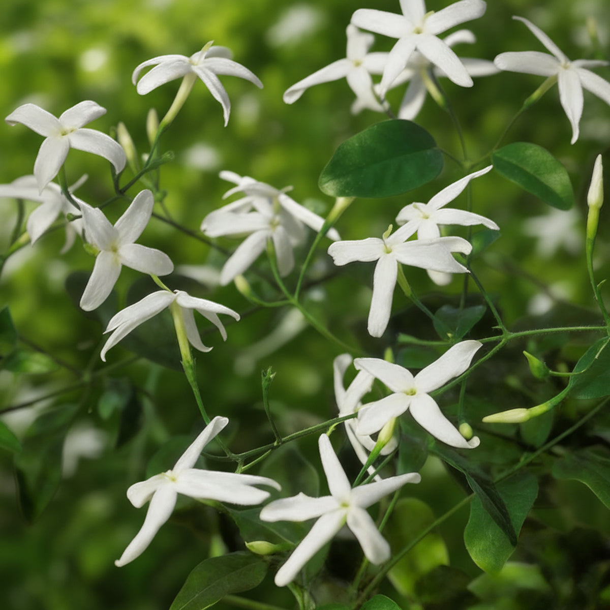 Twisted Jasmine - potted plant for sale