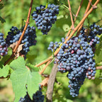 Grape ‘Valiant’ plant for sale