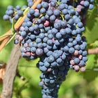 Grape Vine ‘Valiant’ for sale