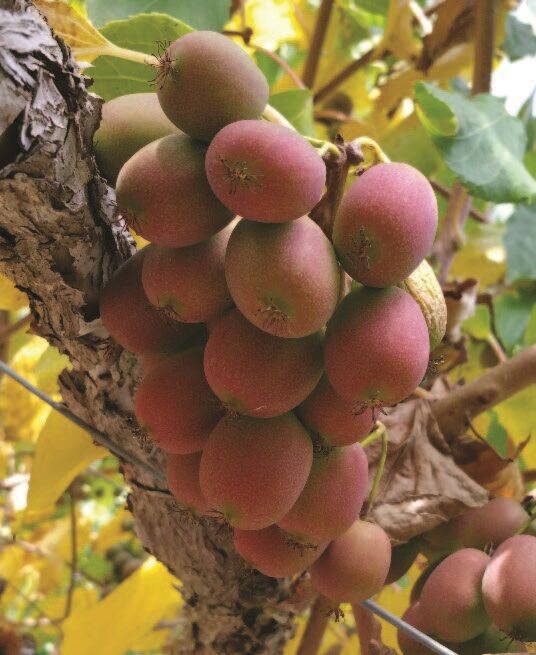 Hardy Kiwi Vine Set ‘Ken’s Red’ and 'Clark' (Actinidia purpurea x melanandra)