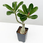 Desert Rose 'Burning Star'