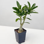 Desert Rose 'Glow'