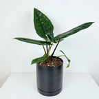 Alocasia scalprum