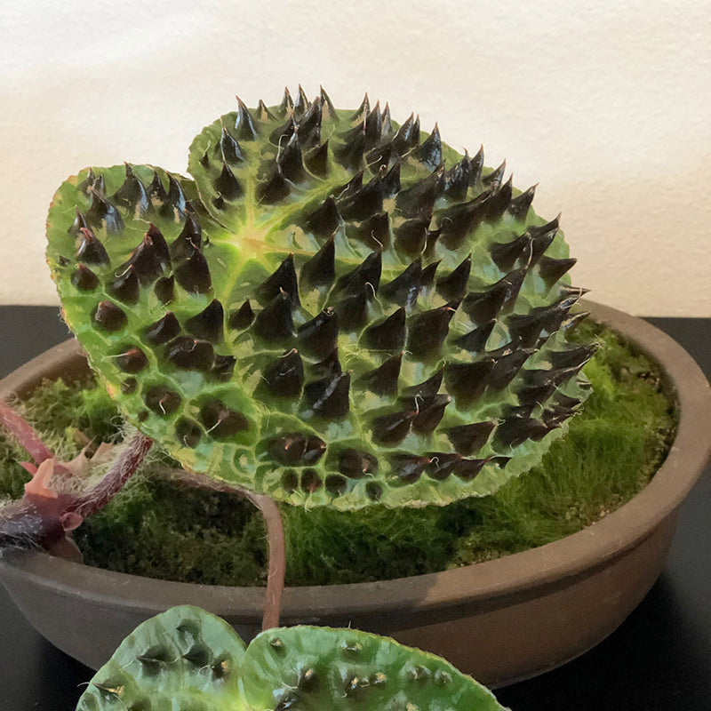Begonia ferox (Begonia species)