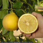 Bergamot Sour Orange Tree