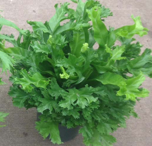 Crested Japanese Birdsnest Fern ‘Leslie’ (Asplenium antiquum)