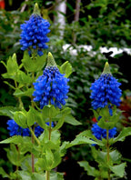 Blue Witches Hat (Pycnostachys urticifolia)