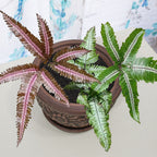 Candy Striped Brake Fern (Pteris aspericaulis var. tricolor)