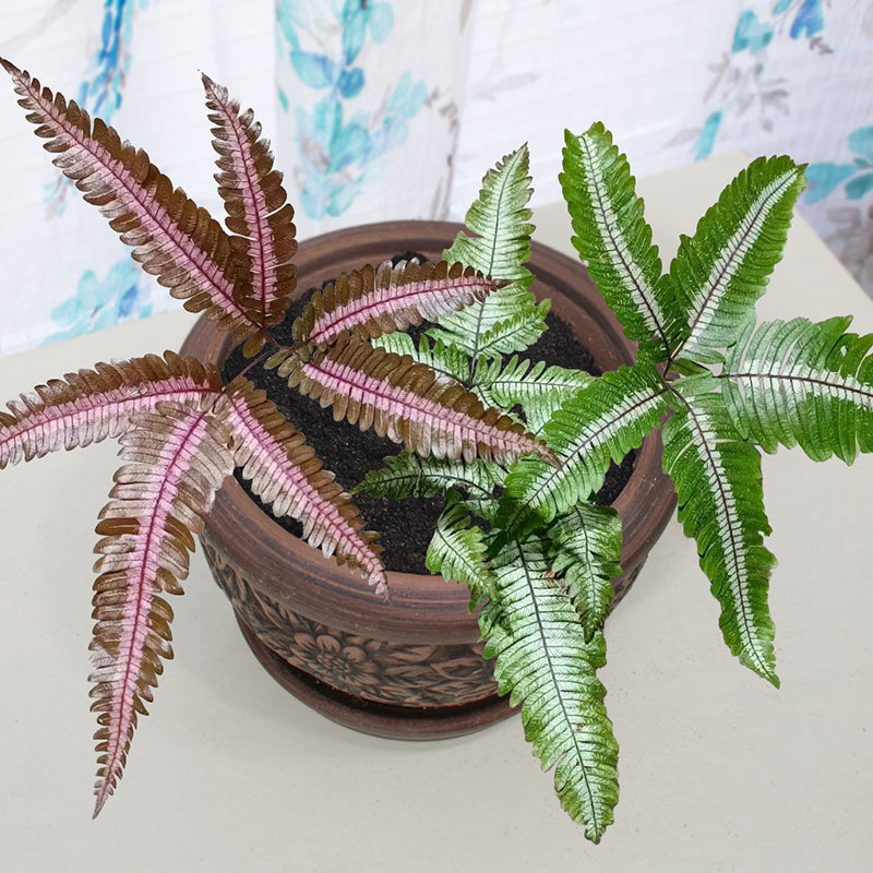 Candy Striped Brake Fern (Pteris aspericaulis var. tricolor)