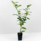 Variegated Citron Tree (Citrus medica variegata)