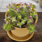 Crassula ‘Red Pagoda’ (Crassula capitella)
