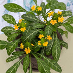 Firecracker Plant (Crossandra pungens)