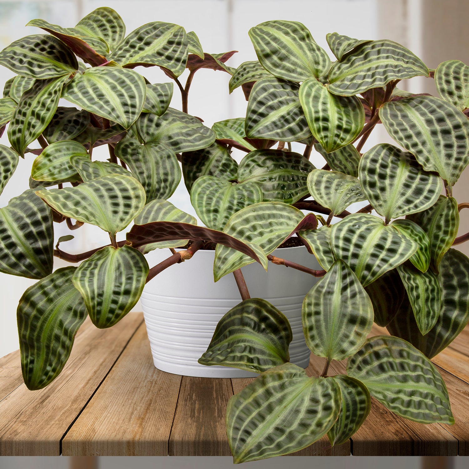 Seersucker Plant (Geogenanthus poeppigii)