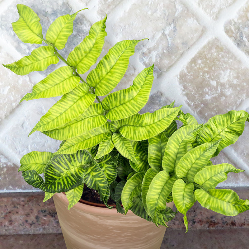 Striped Bamboo Fern ‘Golden Zebra’ (Coniogramme emeiensis)