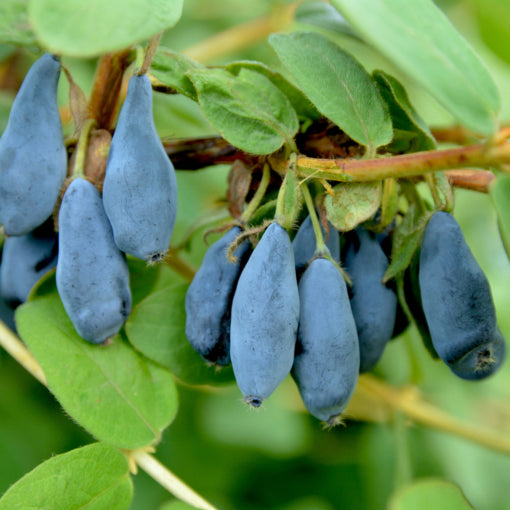 Honeyberry plant for sale