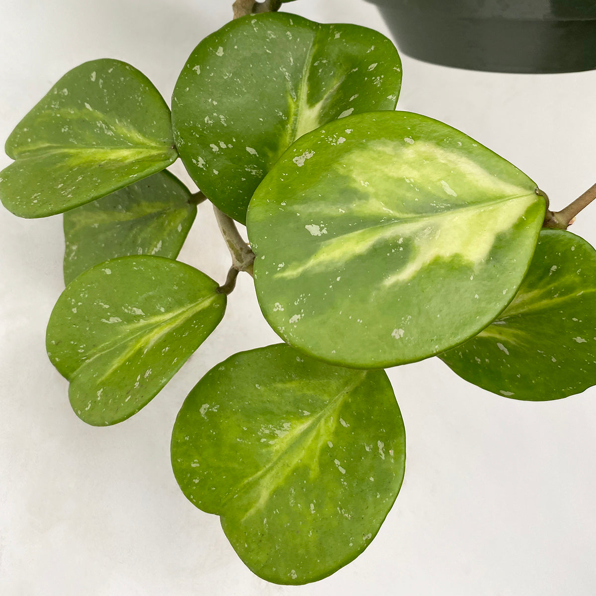Variegated Hoya obovata ‘Splash’ (Hoya obovata variegata)
