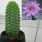 Indian Comb Cactus for sale