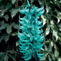 jade_vine (tropical-plants)