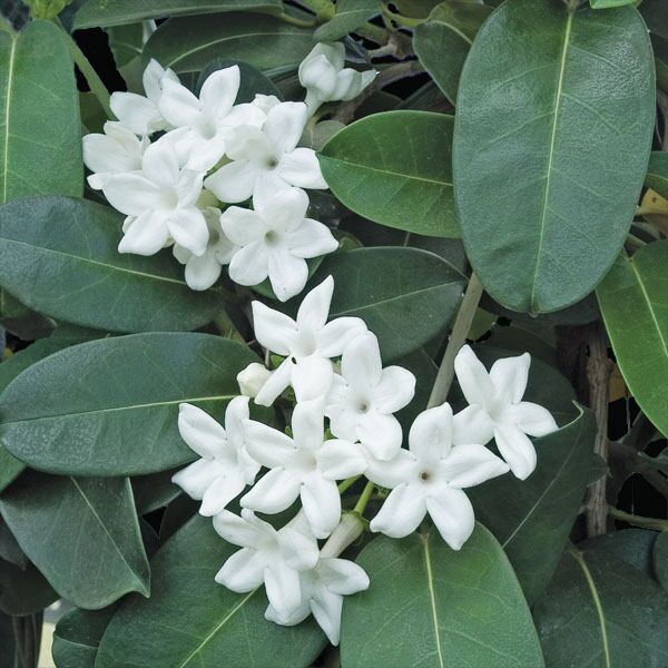 Madagascar Jasmine plant for sale