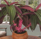 Medinilla Gregori Hambali plant for sale