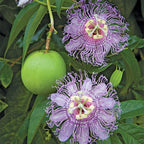 Maypop BFF Passion Flower (Passiflora incarnata)