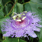 Maypop BFF Passion Flower (Passiflora incarnata)