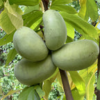 Paw Paw KSU Atwood™ (Asimina triloba)