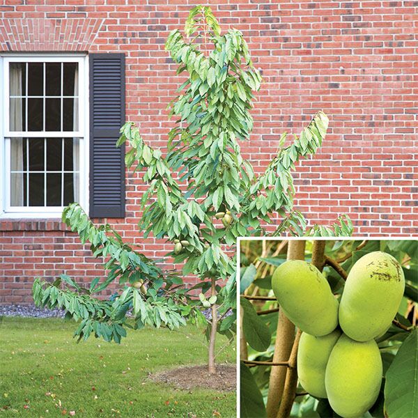 Paw Paw Collection Potomac® PP and Shenandoah PP (Asimina triloba)