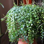 String of Turtles plant for sale