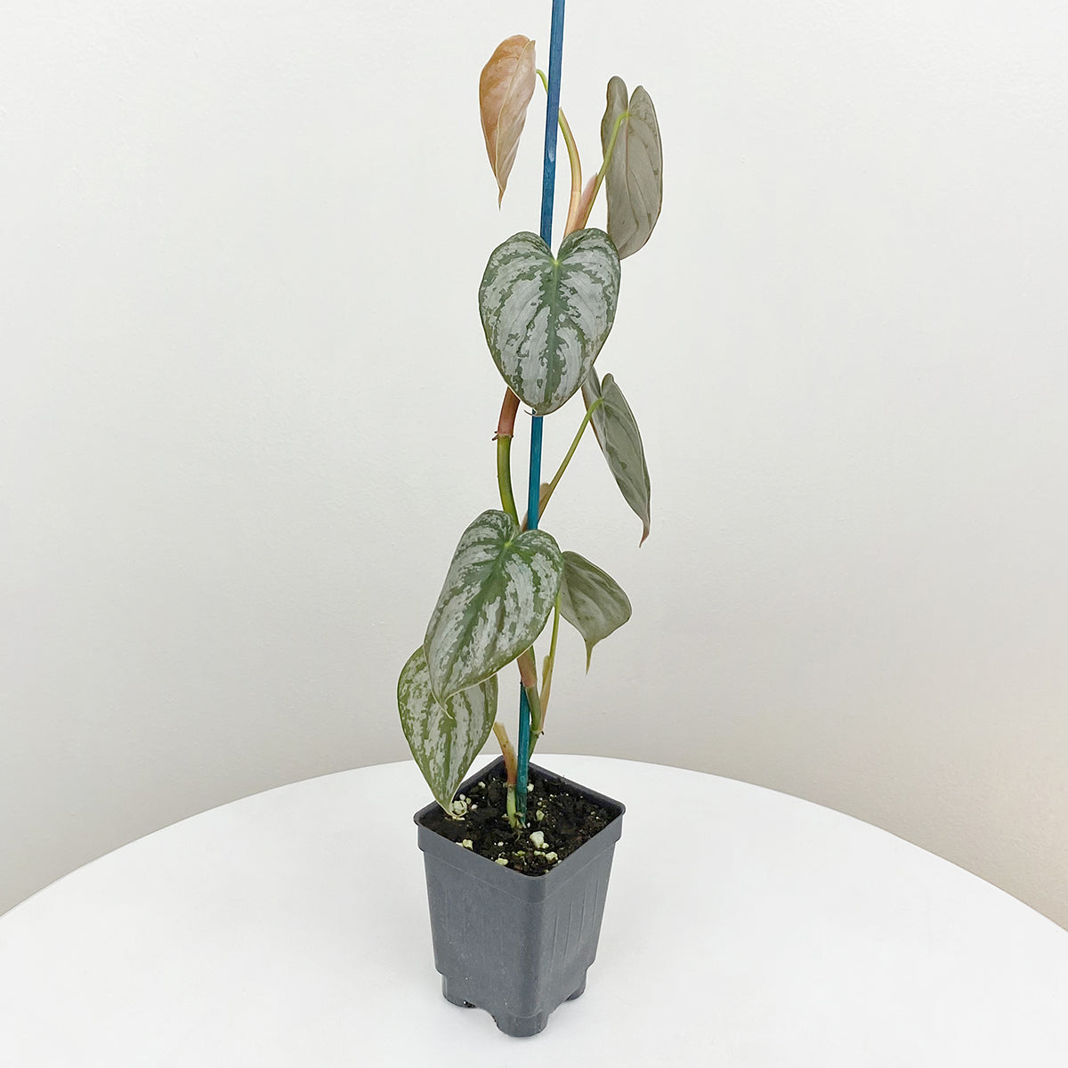 Philodendron brandtianum (Philodendron brandtianum)