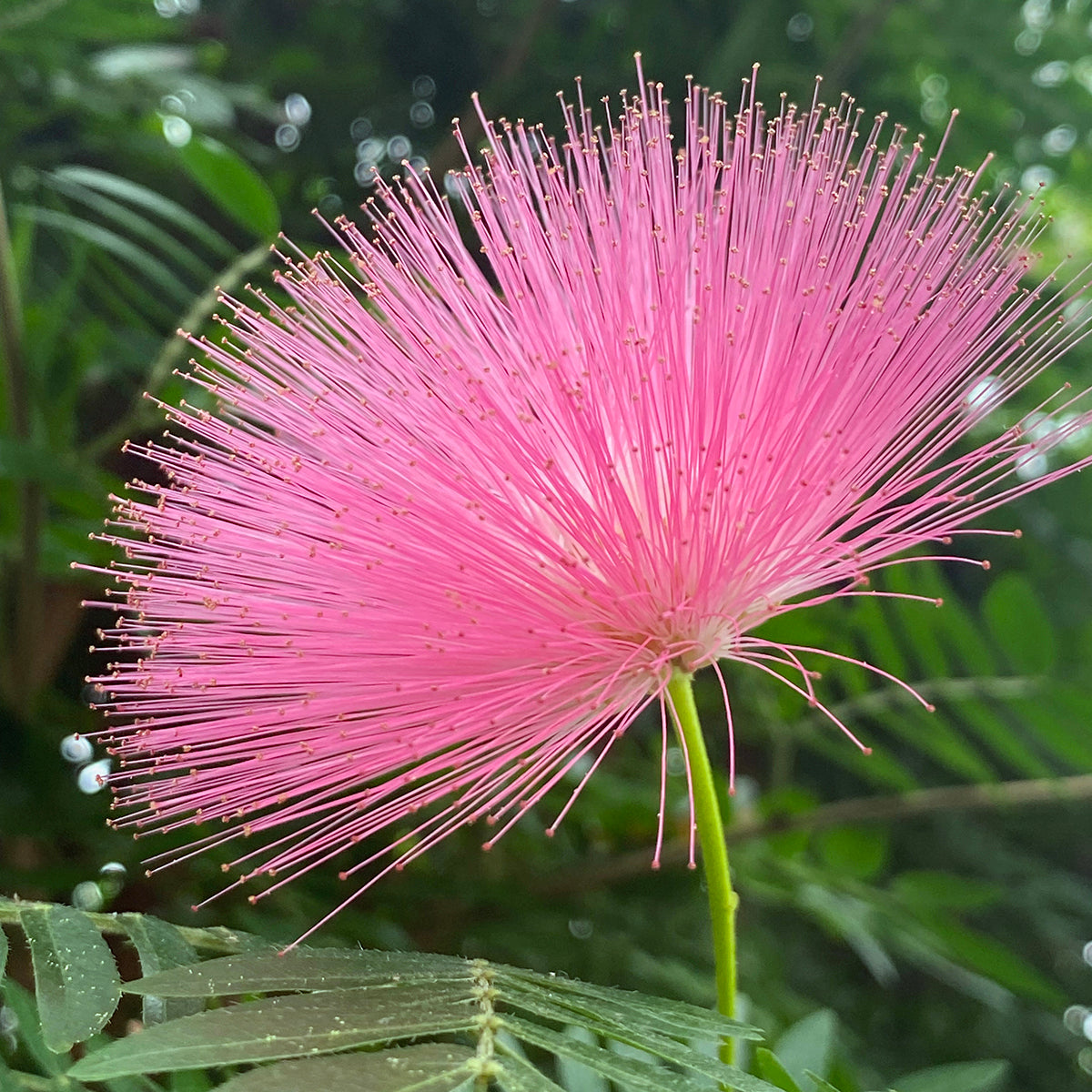 Pink Powder Puff (Calliandra emarginata)