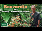 Hummingbird Flower (Bouvardia ternifolia)