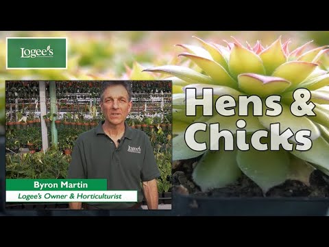 Hens & Chicks Chick Charms® ‘Gold Nugget’ PP (Sempervivum hybrid)