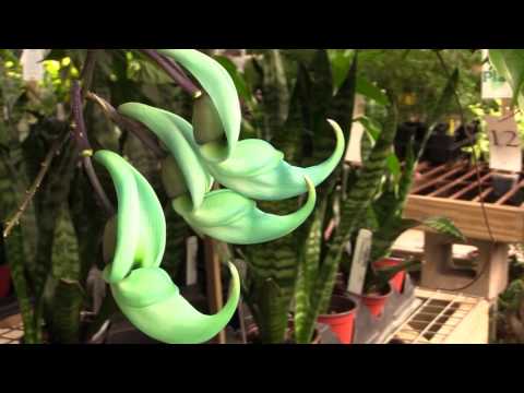 Jade Vine (Strongylodon macrobotrys)