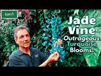 Jade Vine (Strongylodon macrobotrys)