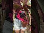 Medinilla ‘Gregori Hambali’ (Medinilla species)