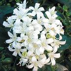 Orange Jasmine (Murraya paniculata)