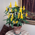 Lollipop Flower (Pachystachys lutea)
