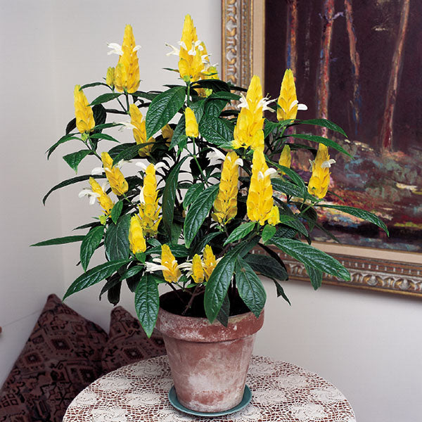 Lollipop Flower (Pachystachys lutea)