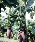 Banana Plant ‘Double Mahoi’ (Musa hybrid)