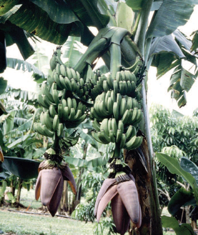 Banana Plant ‘Double Mahoi’ (Musa hybrid)