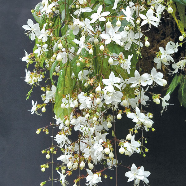Chains of Glory (Clerodendrum smithianum)