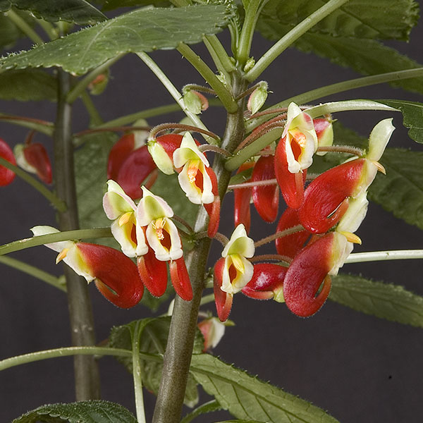 Impatiens 'Hare's Hybrid' (Impatiens niamniamensis)