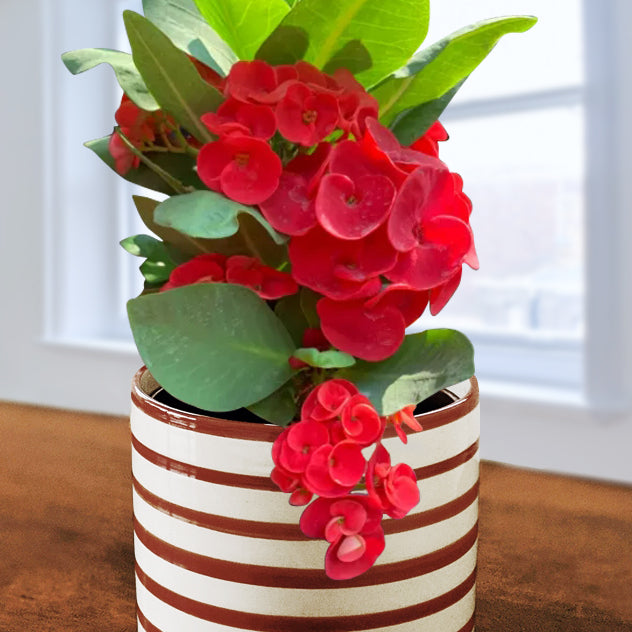 Crown of Thorns ‘Red Hot’ (Euphorbia milii hybrid)
