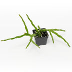 Chain Cactus