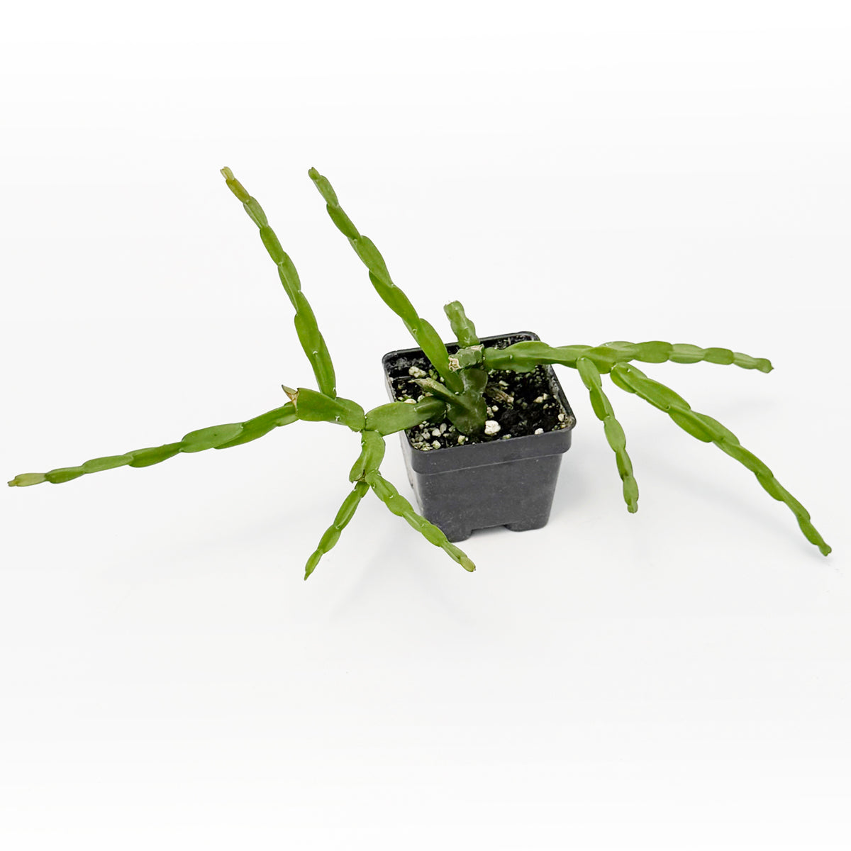 Chain Cactus